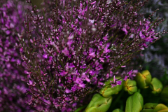 DSC_6928